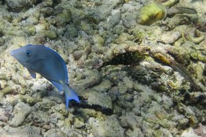 Noch ein Doktorfisch an der Punta Brava bei den Islas del Rosario