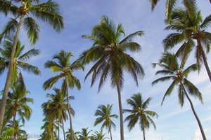 Palmen am Strand von Punta Cana