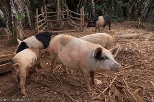 Schweine beim Bauernhof im Tal von Viñales