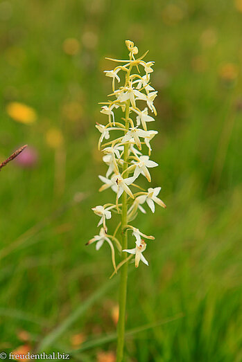 Berg-Waldhyazinthe (Platanthera chlorantha)