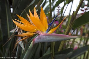 Strelitzie bei der Hacienda Anacaona in San Agustin