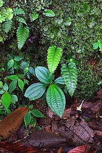 Moospflanzen beim Sendero Catarata