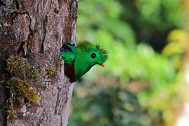 Ein Quetzal schaut aus seiner Bruthöhle