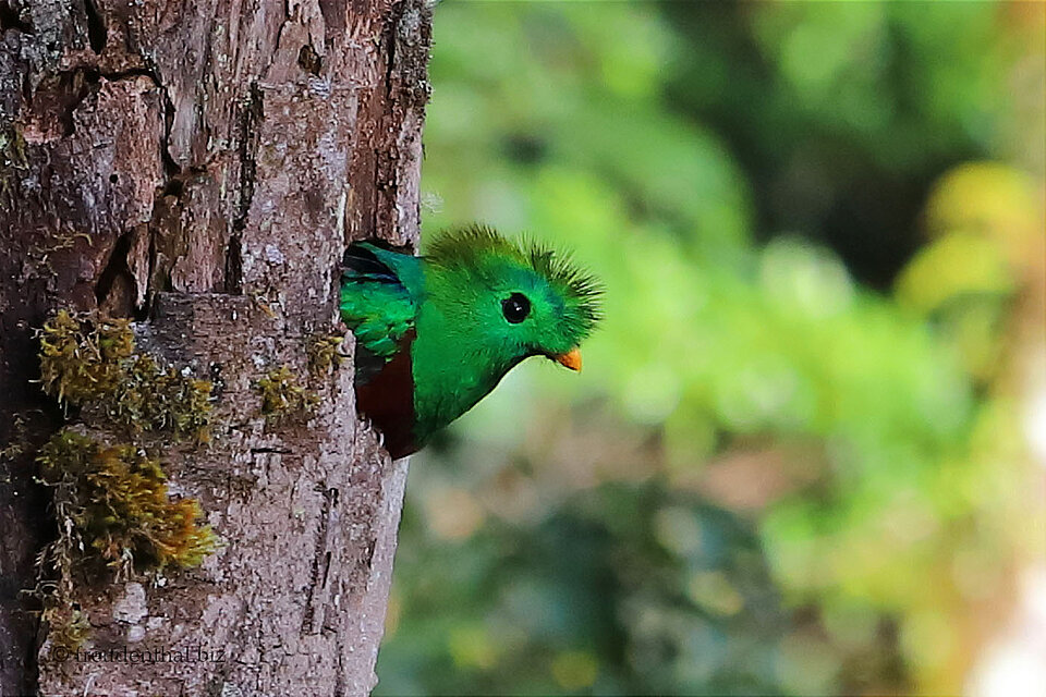 Ein Quetzal schaut aus seiner Bruthöhle in Costa Rica