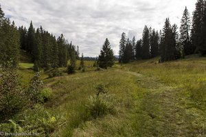 Artenreiche Nieder- und Erdniedermoore am Piesenkopf