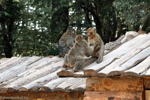 streitende Berberaffen im Nationalpark Ifrane