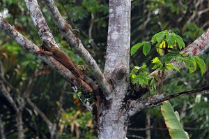 Grüne Leguane sind in den Bäumen leicht zu finden.