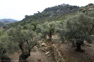 Ölbaumplantage bei Llucalcari