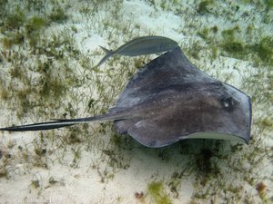 Stachelrochen bei Baradol, Tobago Cays