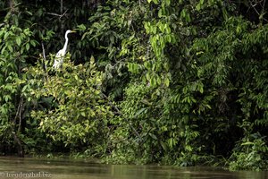 Reiher am Kinabatangan River