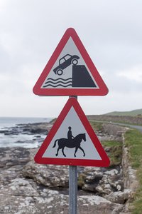 typisch für die Shetlandinseln: Pferde und Ende-Gelände