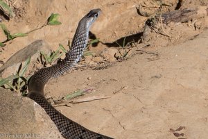 Kuba-Schlanknatter (Cubophis cantherigerus) in der Sierra Maestra