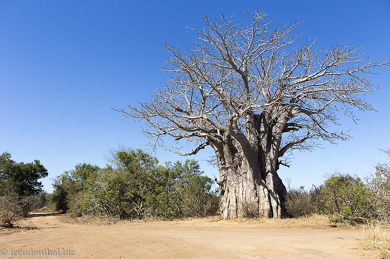 alter Baobab-Baum im Kruger Nationalpark