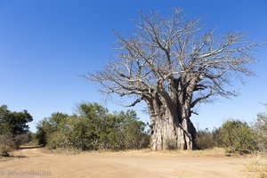 Baobab im Krüger Nationalpark