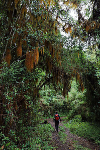 Baumflechten auf dem Sendero Ojo de Agua