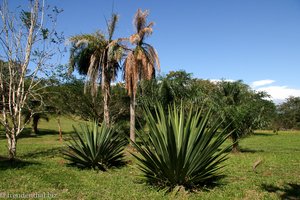 Garten des Casa Aroma de Campo