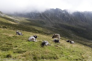 Kühe auf der Weide im Hirzer Wanderparadies