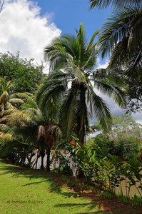 Kokospalmen bei Boca San Carlos