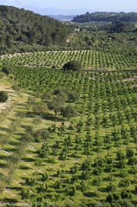 Blick aus dem Ballon auf eine Mandelplantage