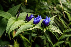 Schwalbenwurz-Enzian (Gentiana asclepiadea)