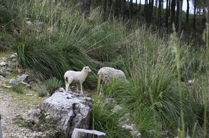 so haben wir die Schafe auf Mallorca meistens gesehen ...
