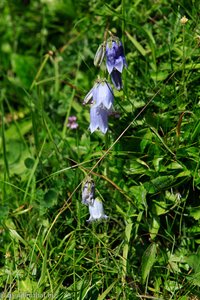 Bärtige Glockenblume (Campanula barbata)