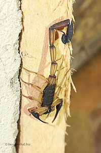 Skorpion im Farmhaus der La Muñequita Lodge