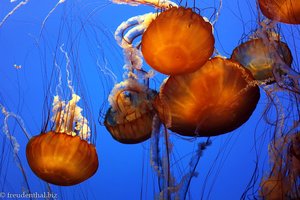 Pazifische Kompassqualle, Sea Nettle (Chrysaora fuscescens)