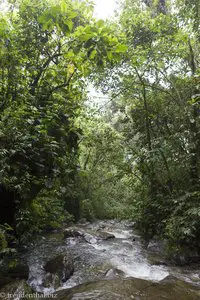 Der Fluss Quindio im Nebelwald des Valle del Cocora.