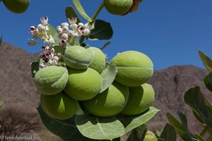 Satansapfel (Calotropis, Apple of Sodom)