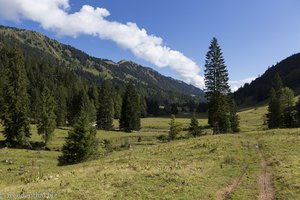 Bergwiesen im Tal des Aubach