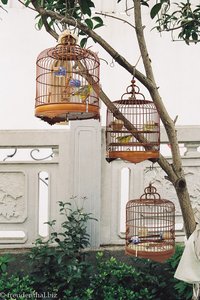 Singvögel alter Chinesen im Wettstreit
