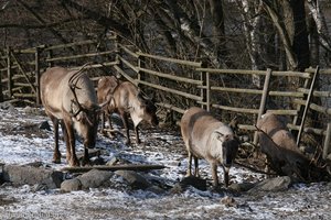 Rentiere in Skansen