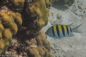 Schnorcheln am Strand bei der Cueva de los Peces