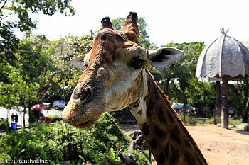Giraffe im Dusit Zoo