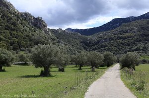 Olivenbäume beim Torrent de Lluc