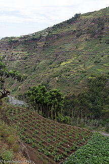 Gärten am Steilhang über der Ribeira da Ponta do Sol