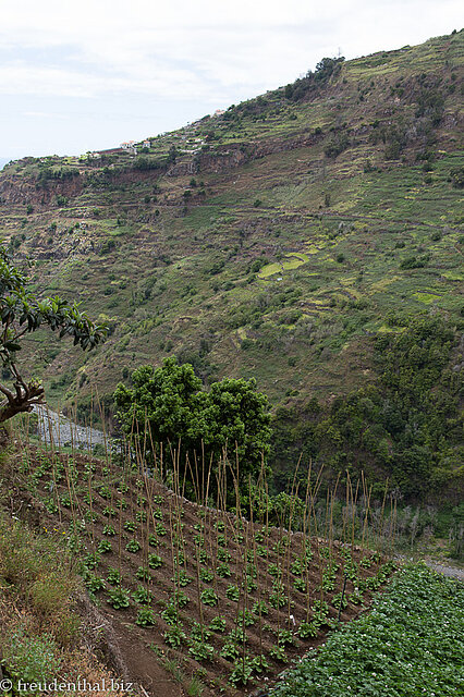 Gärten am Steilhang über der Ribeira da Ponta do Sol