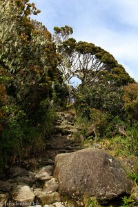 die letzten Höhenmeter zum Laban Rata Resthouse