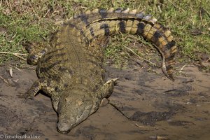 Nilkrokodil bei der Bootsafari bei St. Lucia Mtubatuba