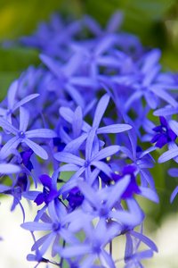 Petrea (Petrea volubilis)