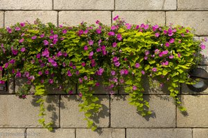 Blumenschmuck an der Mauer im Cheonggyecheon