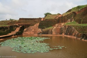 heute macht sich Lotus in der königlichen Badewanne breit