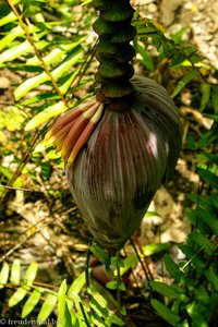 Bananenstaude auf Samana