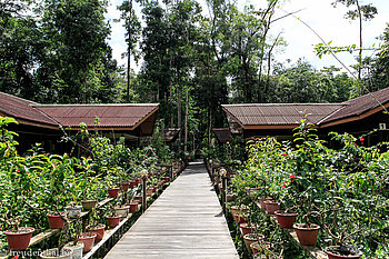 Weg zu den Zimmern der Abai Jungle Lodge