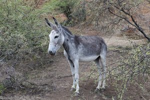Ein Esel in der Tatacoa-Wüste in Kolumbien.