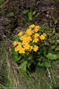 Blumen am Wegesrand