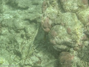 Seenadel beim Angel Reef