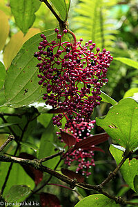 Pink Maiden (Medinilla speciosa) auf Borneo