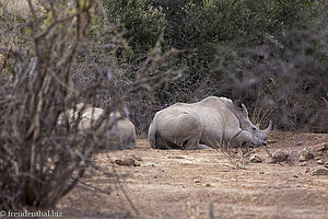 Game Drive mit Nashorn in Pilanesberg